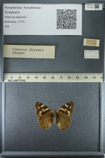 Media type: image;   Entomology 181658